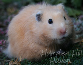 Amber- Black Eyed Cream Black Longhaired Syrian Hamster